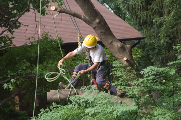 Best Tree Trimming and Pruning  in Farm Loop, AK